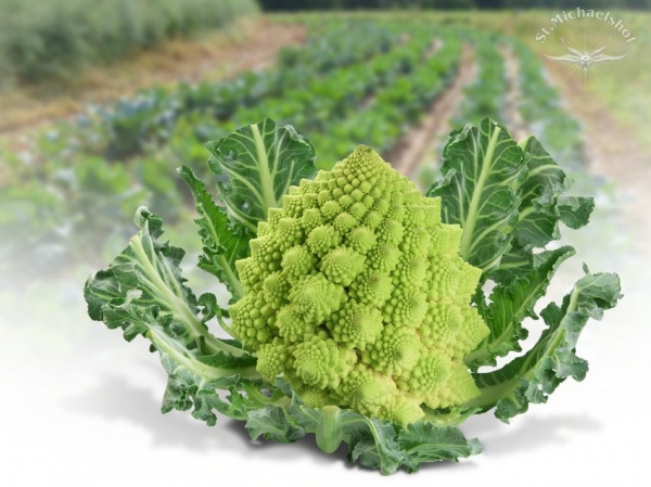 Romanesco