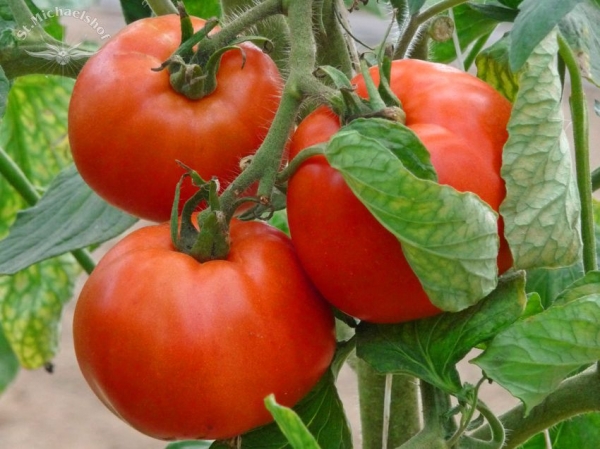 Fleischtomate