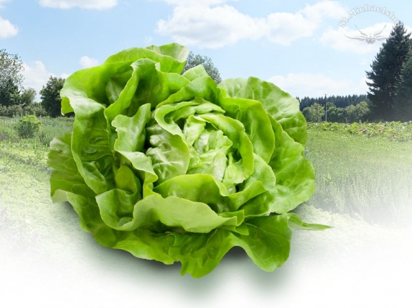 Kopfsalat