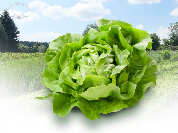 Kopfsalat