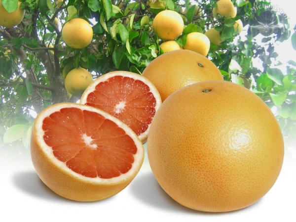 Grapefruit, rot