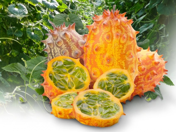 Kiwano - die Bio Frucht