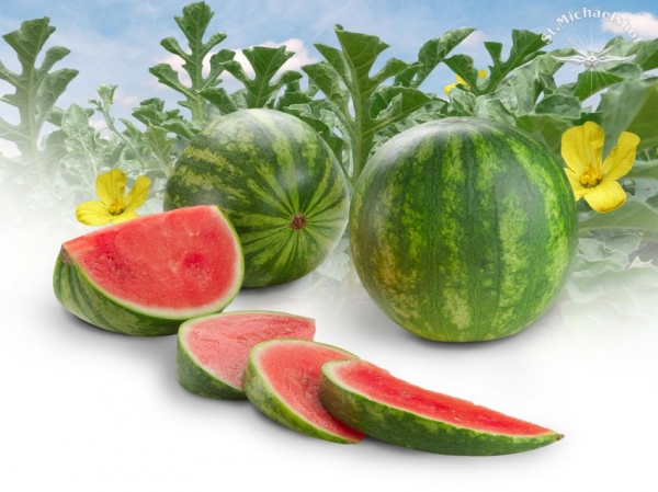 Wassermelone