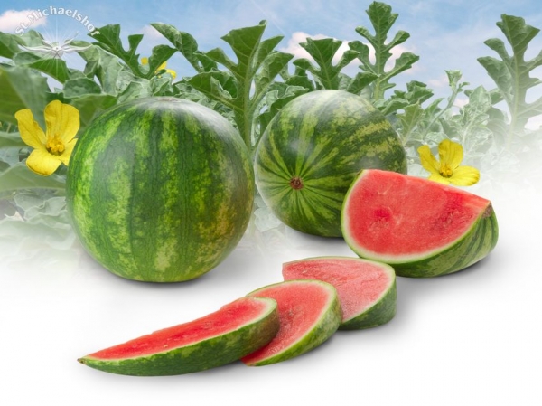 Wassermelone