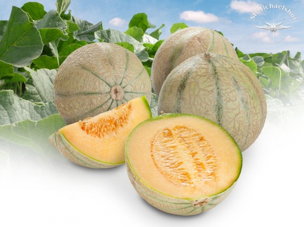 Honigmelone