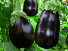 Aubergine