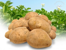 Frühkartoffel festkochend