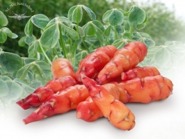 Oca