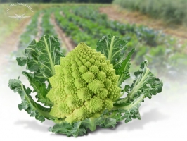 Romanesco