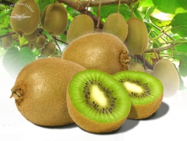 Kiwi